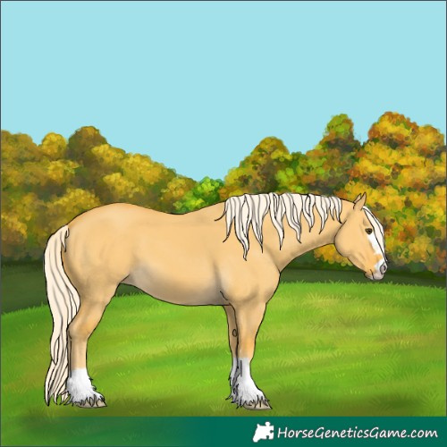 Horse Color:Palomino Dun 