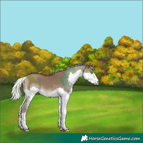 Horse Color:Silver Brown Dun Splash 