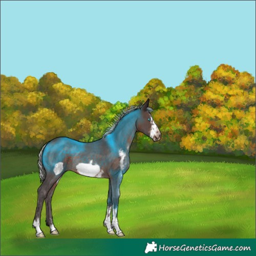 Horse Color:Silver Brown Sabino Frame Rabicano