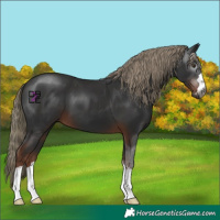 Horse Color:Gray Liver Chestnut Mushroom 