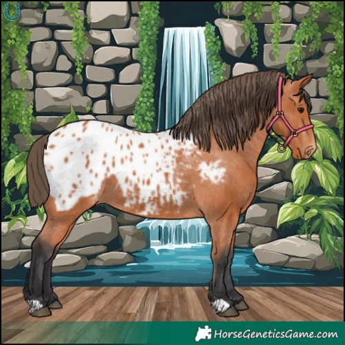 Horse Color:Bay Appaloosa