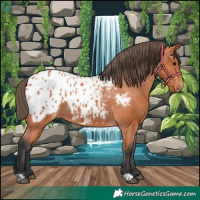Horse Color:Bay Appaloosa 