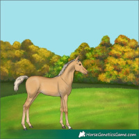 Horse Color:Palomino Dun