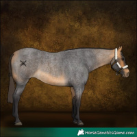 Horse Color:Buckskin Roan 