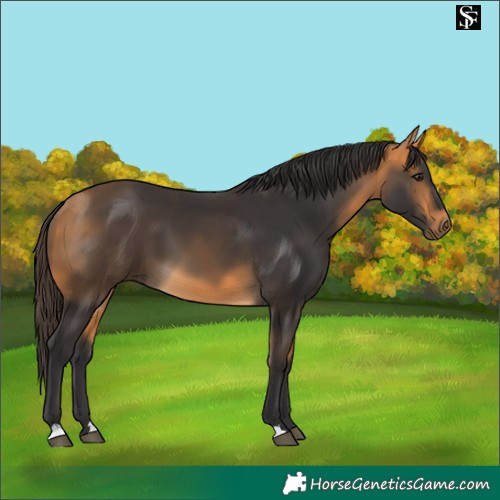 Horse Color:Buckskin 
