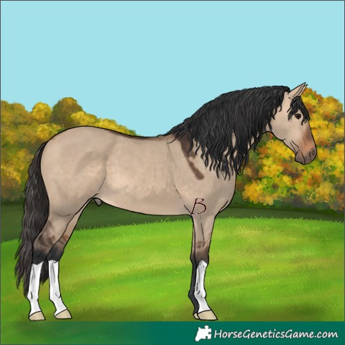 Horse Color:Bay Dun