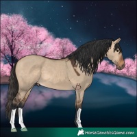 Horse Color:Bay Dun 