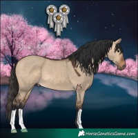 Horse Color:Bay Dun