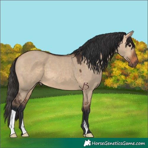 Horse Color:Bay Dun