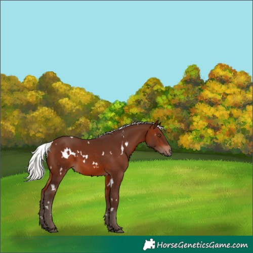 Horse Color:White Spotted Silver Brown 