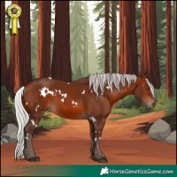 Horse Color:White Spotted Silver Brown 