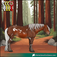 Horse Color:White Spotted Silver Brown