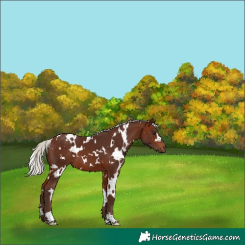 Horse Color:White Spotted Silver Bay