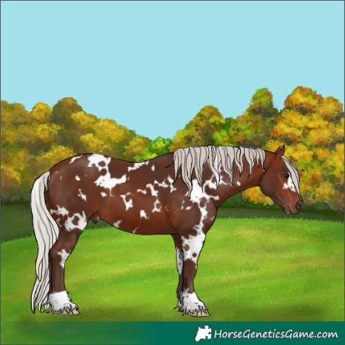 Horse Color:White Spotted Silver Bay 