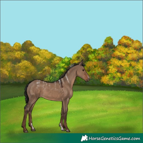 Horse Color:Powder White Liver Red Dun 