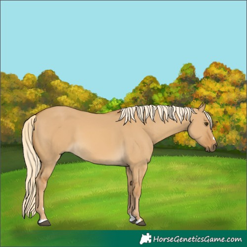 Horse Color:Palomino Dun 
