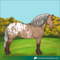 Horse Color:Silver Bay Dun Blanket 