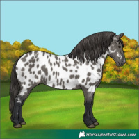 Horse Color:Grullo Near Leopard