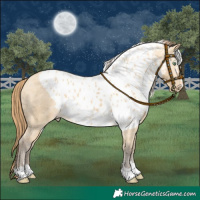 Horse Color:Amber Cream Champagne Dun Skewed LP Spotted