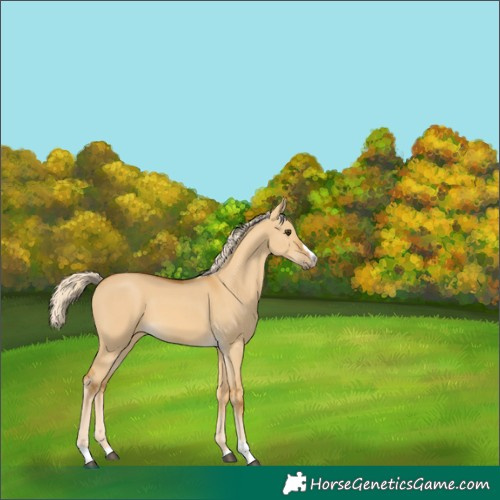Horse Color:Palomino Dun 