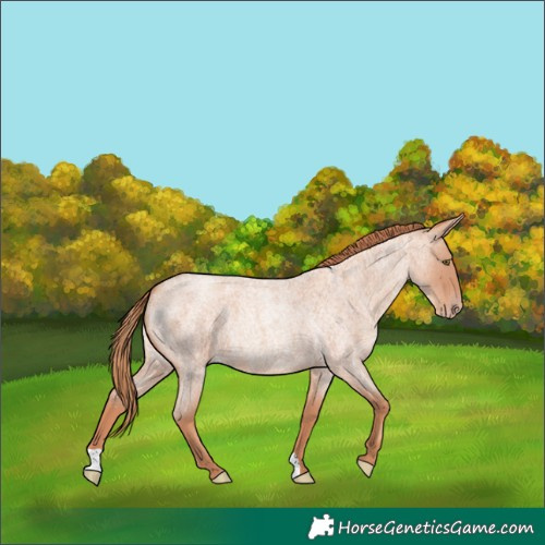 Horse Color:Gold Champagne Roan 
