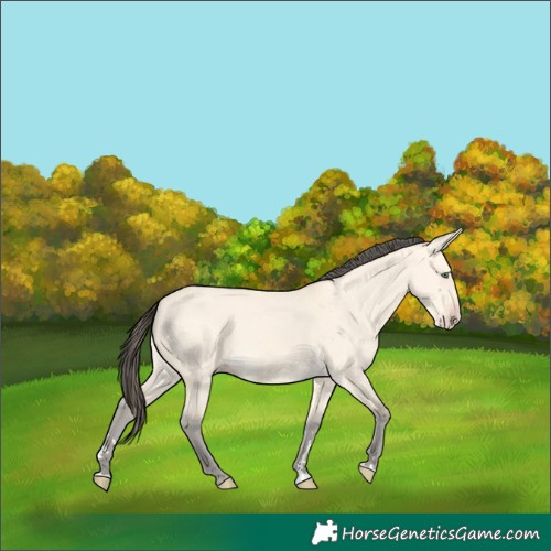 Horse Color:Amber Cream Champagne Dun 