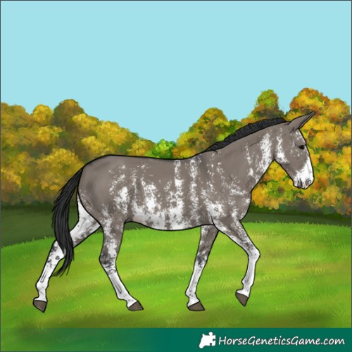 Horse Color:Grullo Sabino Rabicano 