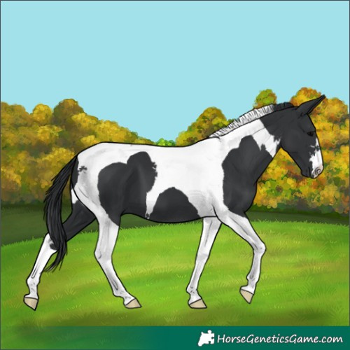 Horse Color:Black Tobiano 
