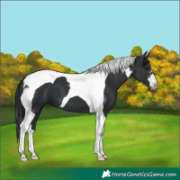 Horse Color:Black Tobiano 