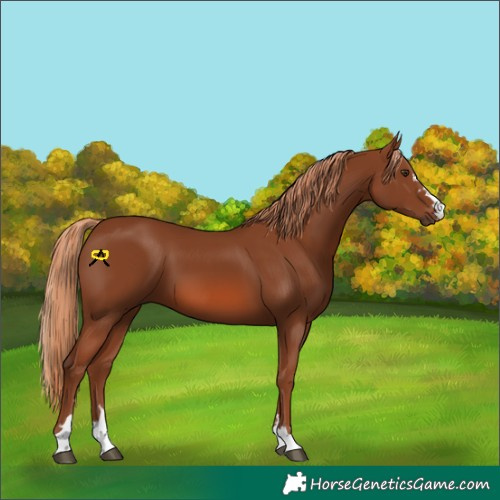Horse Color:Chestnut 