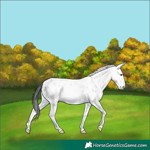 Horse Color:Black Mushroom Sabino Splash Rabicano 