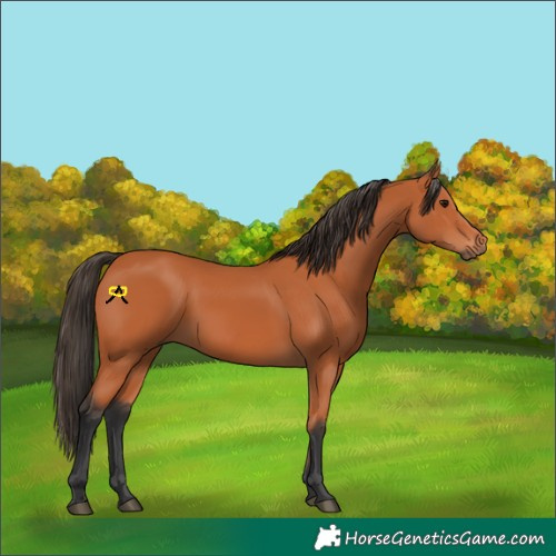 Horse Color:Bay 
