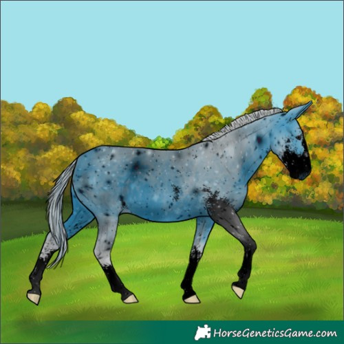 Horse Color:ERROR: UNKNOWN ANOMALY