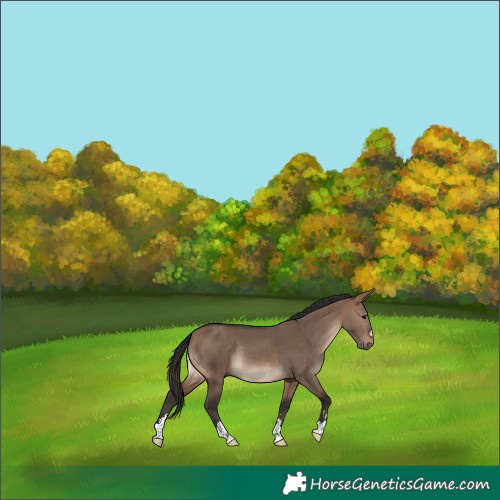Horse Color:Brown Dun Rabicano 