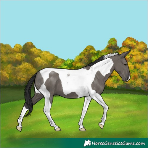 Horse Color:Grullo Mushroom Tobiano 