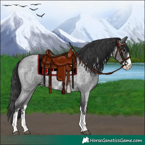 Horse Color:Blue Roan Sabino