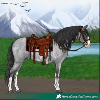 Horse Color:Blue Roan Sabino 