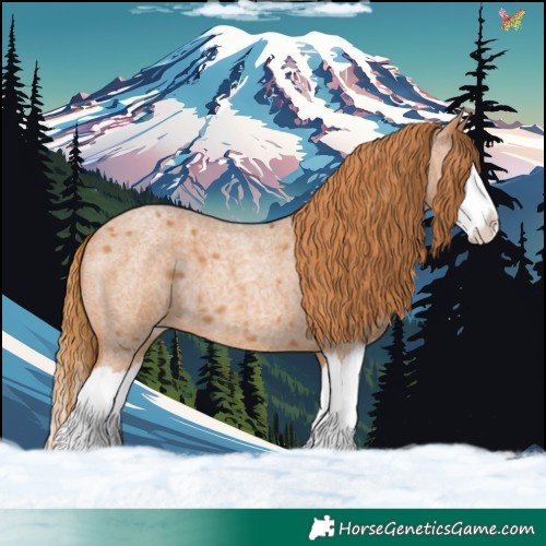 Horse Color:Red Roan Splash