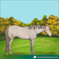 Horse Color:Amber Champagne Varnish 