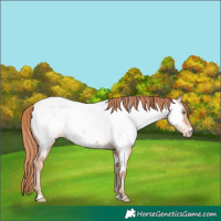 Horse Color:Gold Champagne Dun Near Fewspot