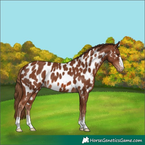 Horse Color:Chestnut Appaloosa 