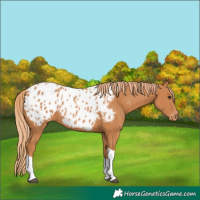 Horse Color:Chestnut Tobiano Appaloosa 