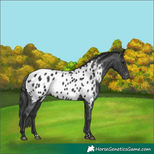 Horse Color:Black Near Leopard 