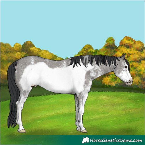 Horse Color:Grullo Sabino Frame
