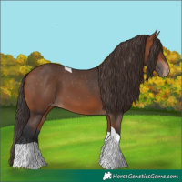 Horse Color:Bay Tobiano Appaloosa