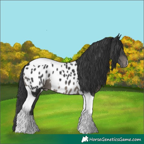 Horse Color:Black Tobiano Appaloosa 