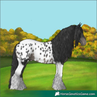 Horse Color:Black Tobiano Appaloosa