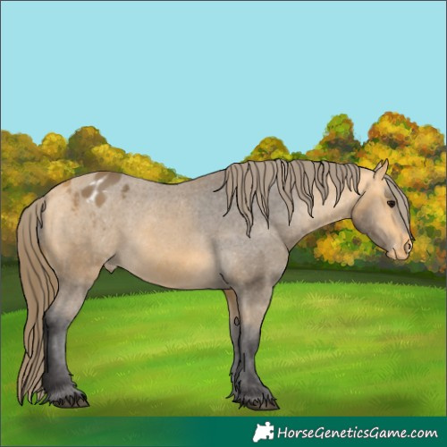 Horse Color:Buckskin Appaloosa 