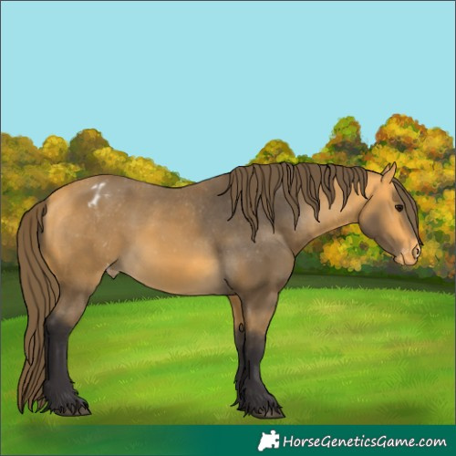 Horse Color:Buckskin Appaloosa