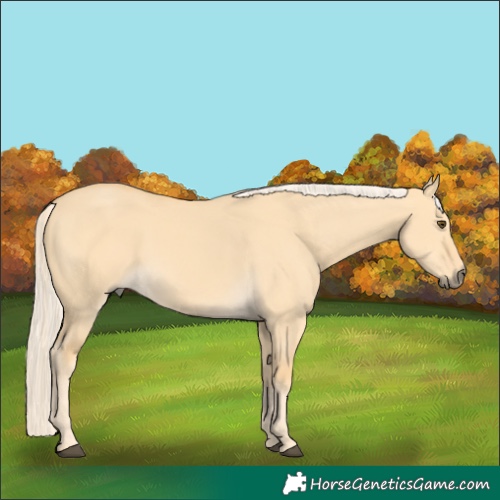 Horse Color:Palomino Dun 
